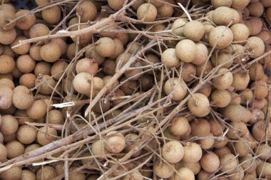 Longan