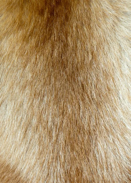 犬の毛 — ストック写真