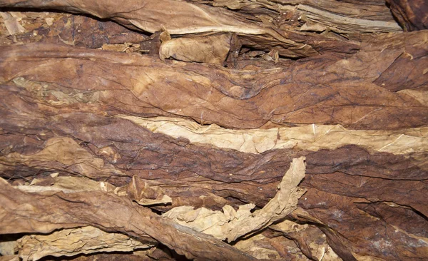 Tobacco leaf — Stock Photo, Image