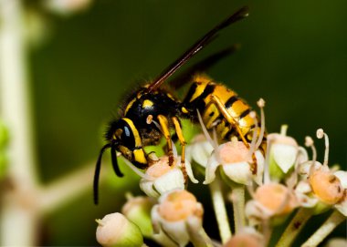 Yaban arıları 2011