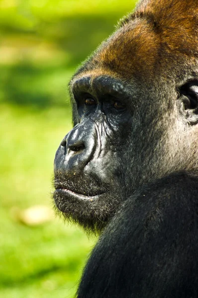 Gorilla di montagna ritratto — Foto Stock