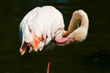 flamingoların bir gölet bataklık