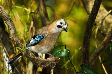 Garrulus glandarius clipart