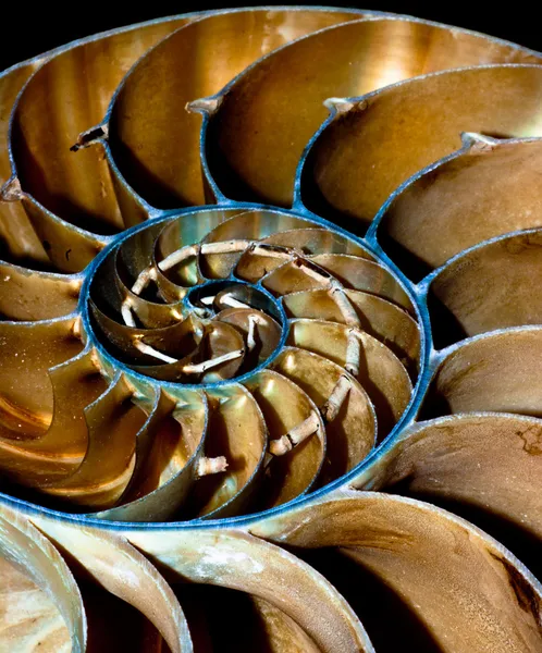 Cáscara de Nautilus —  Fotos de Stock