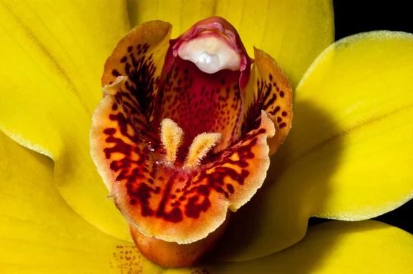 Cymbidium Orchidee gelb 2 — Stockfoto