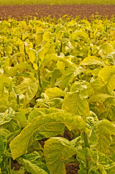 Campo do tabaco — Fotografia de Stock
