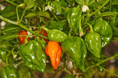 Chili Naga Jolokia