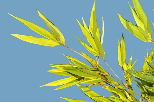 Zielony bambus z błękitnego nieba — Zdjęcie stockowe