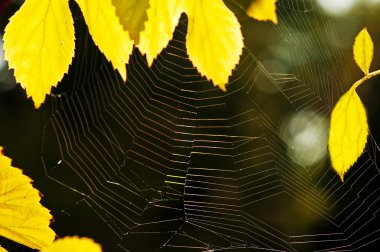 sonbahar yaprakları ile örümcek ağı