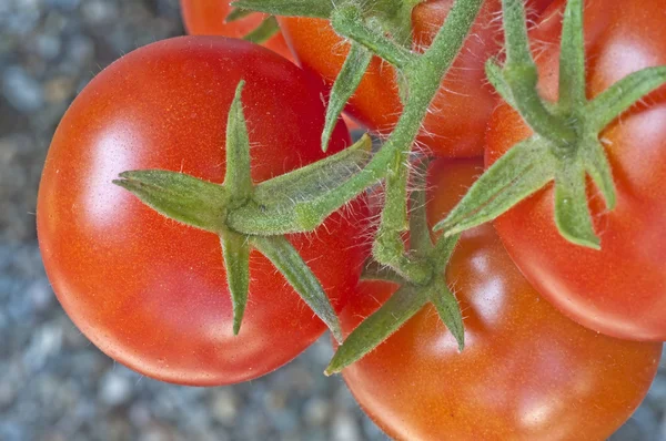 Tomat mogna och omogna frukter — Stockfoto
