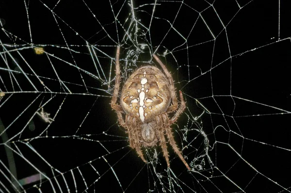 Garden spider, Araneus diadematus — Stock Photo, Image