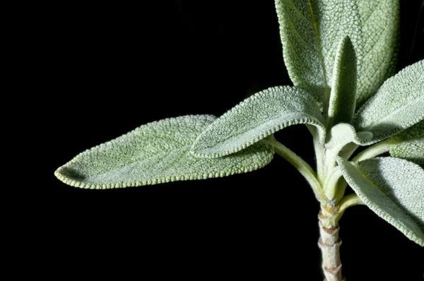 Closeup of a leaf of sage — Stock Photo, Image