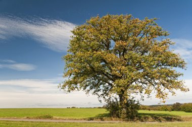 Oak in autumn clipart