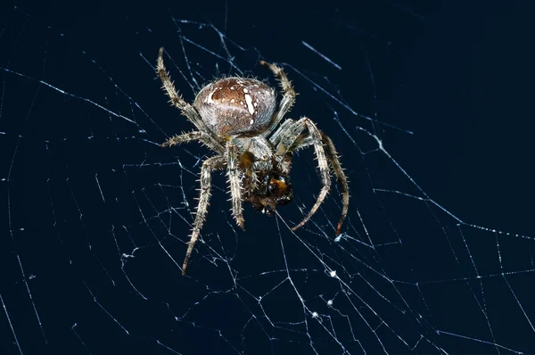 Bahçe örümcek, araneus diadematus erkek — Stok fotoğraf