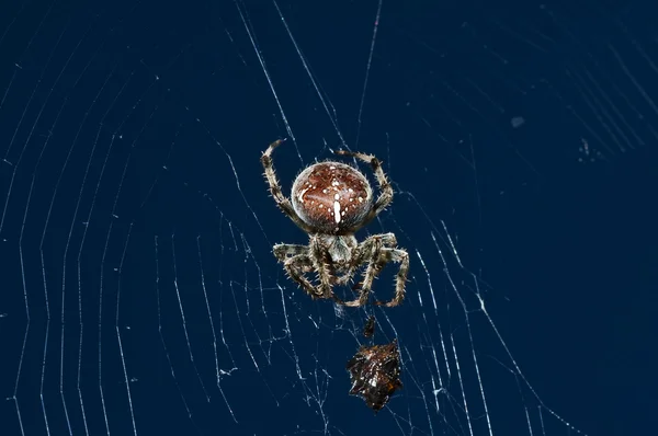 Garden spider with victim — Stock Photo, Image