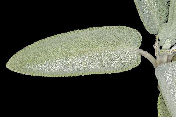 Salvia con gotas de rocío —  Fotos de Stock