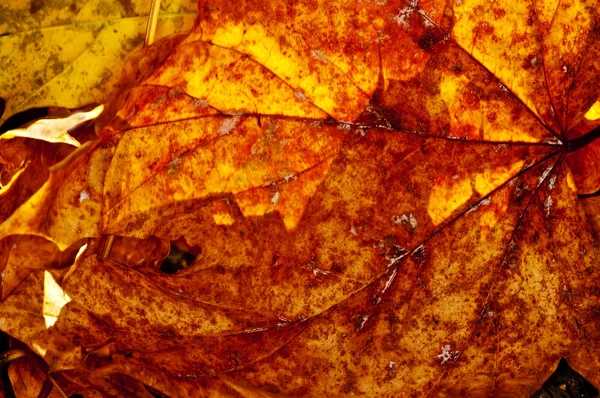 Autumnal colored leaf in backlight — Stock Photo, Image
