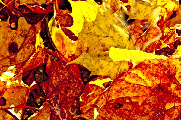 Höstens färgade blad i bakgrundsbelysningen — Stockfoto