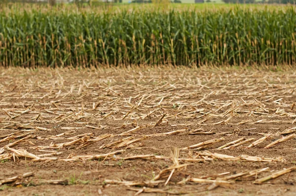 Harvest of corn — Stock Photo, Image