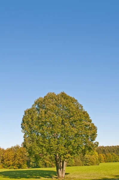Drzewo w świetle jesienny — Zdjęcie stockowe