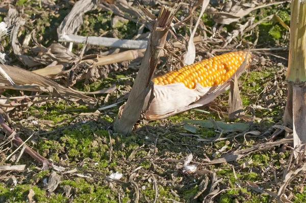 收获玉米 — 图库照片