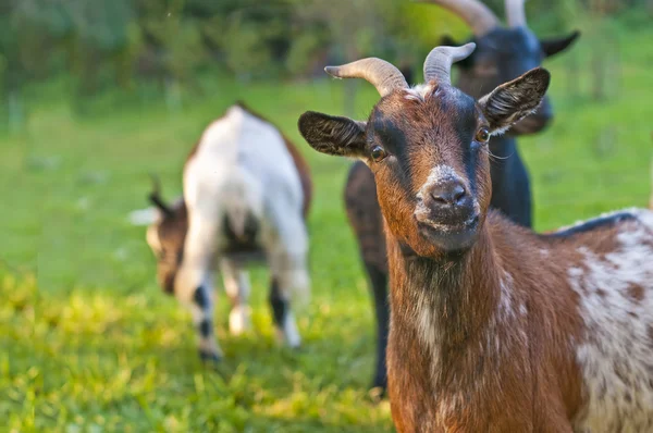 Goat staring — Stock Photo, Image