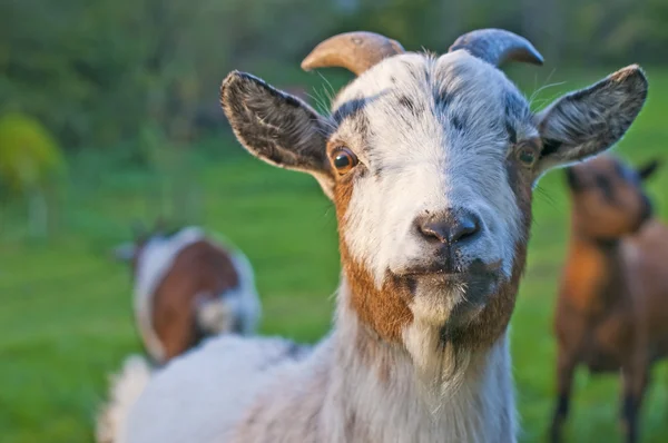 Goat staring — Stock Photo, Image