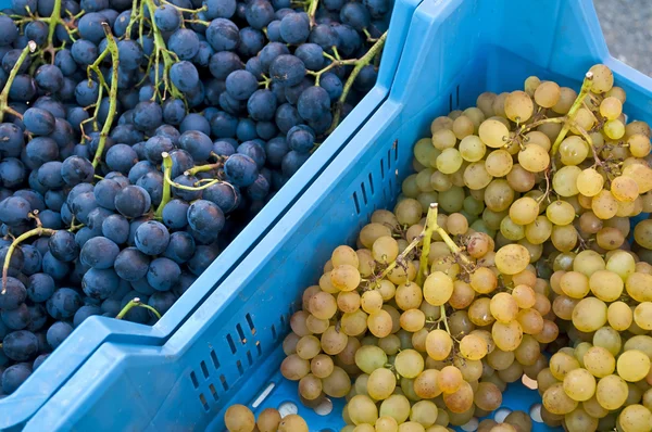Kék és fehér szőlő — Stock Fotó
