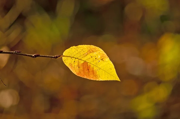 Sonbahar yaprak arka ışık renkli — Stok fotoğraf