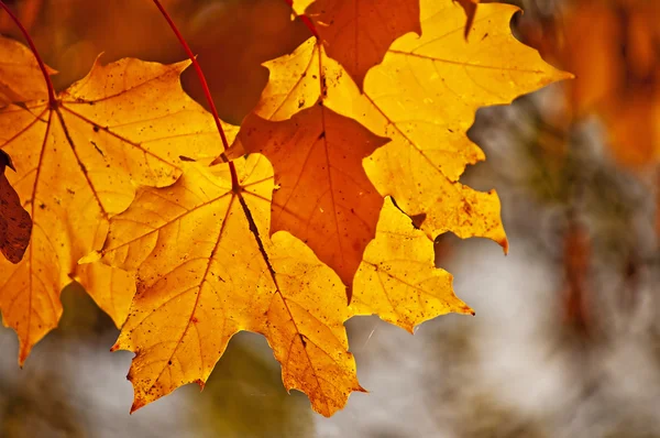 Autumnal colored leaves in back light — Stock Photo, Image