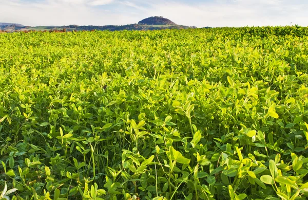 Fält med gröngödsel — Stockfoto