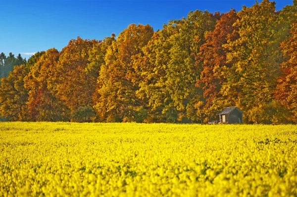 Pole musztardy z jesienny las malowane — Zdjęcie stockowe