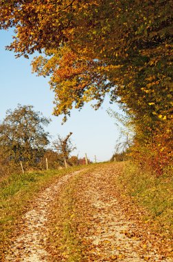 sonbahar boyalı orman yolu ile