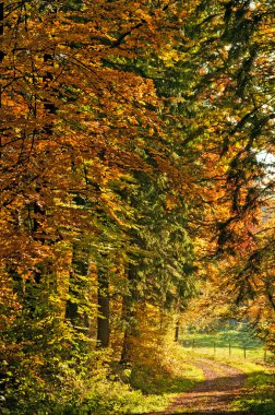 sonbahar boyalı orman yolu ile