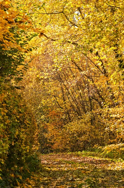 Autumnal painted forest with way — Stock Photo, Image