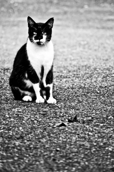 Gato em preto e branco — Fotografia de Stock