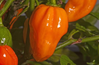 Chili Naga Jolokia