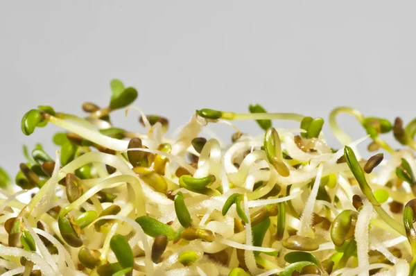 Alfalfa-sprouts — Stock fotografie