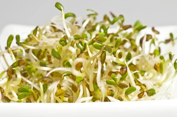 Alfalfa-sprouts — Stock Photo, Image