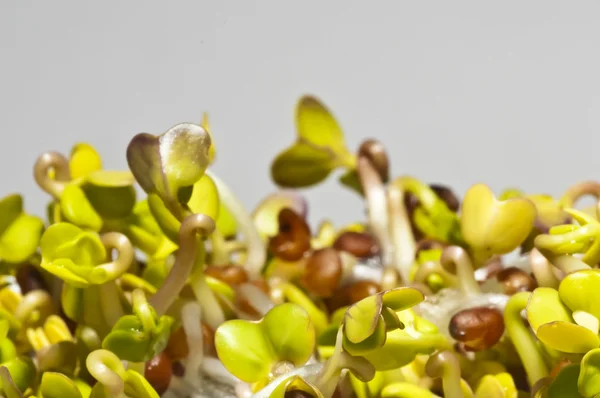 stock image Radish sprouts