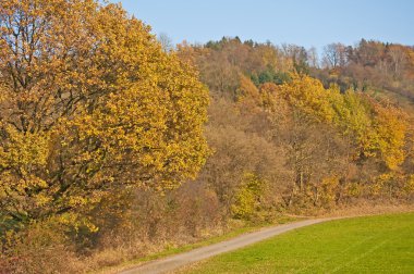 sonbahar boyalı orman yolu ile