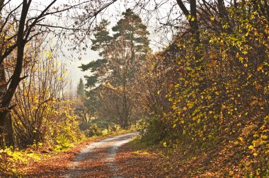 sonbahar boyalı orman yolu ile