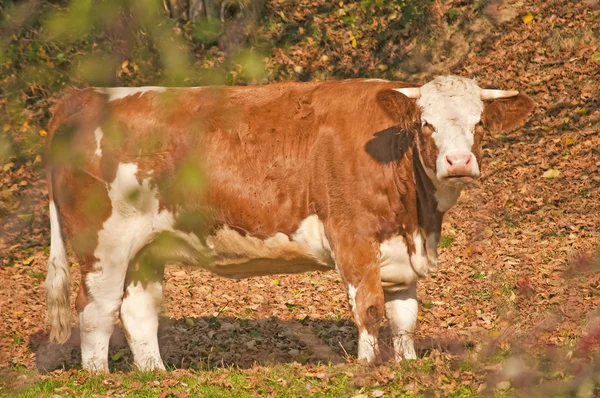 Kráva na podzim — Stock fotografie