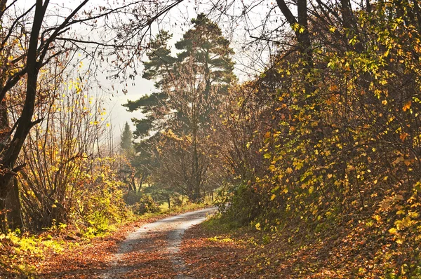 Bosque pintado de otoño con camino — Foto de Stock