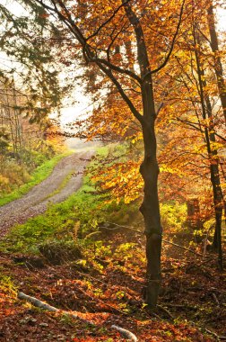 sonbahar boyalı orman yolu ile