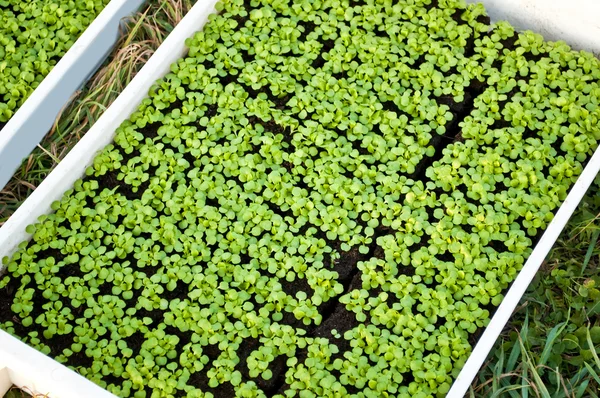 stock image Seedlings of field salad