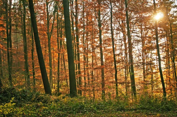 Sonbahar boyalı orman — Stok fotoğraf