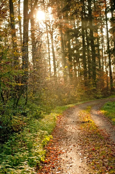 Осенний окрашенный лес — стоковое фото