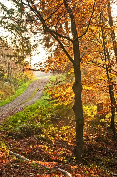 Sonbahar boyalı orman yolu ile — Stok fotoğraf