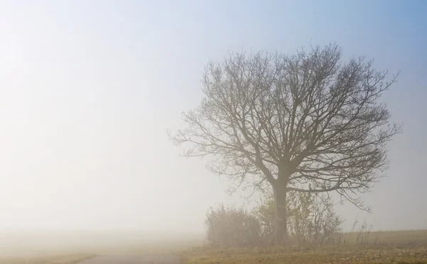 秋の霧を降順 — ストック写真